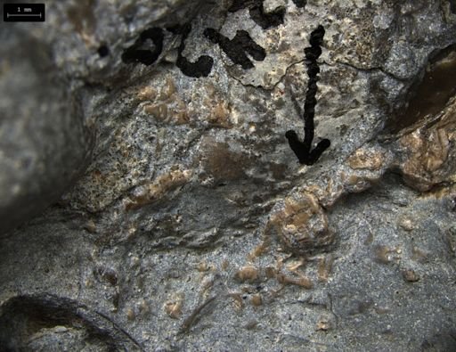 Aplocoma damesii