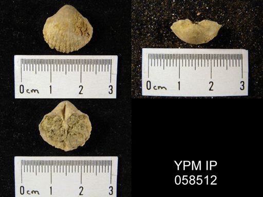 Gypidula multicostata