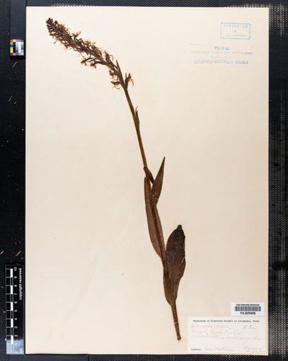 Habenaria lacera