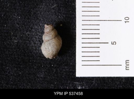 Goniobasis ortmanni