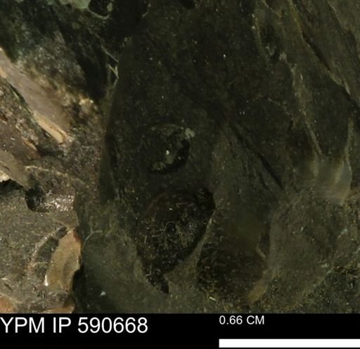 undet. Bivalvia