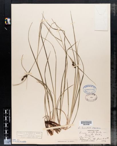 Carex hirsutella
