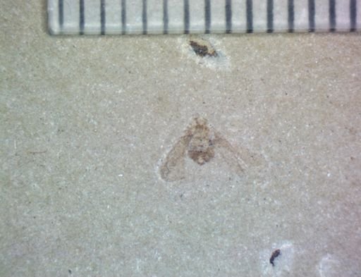 undet. Hemiptera
