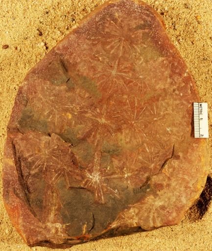 Annularia