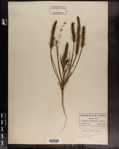 Plantae