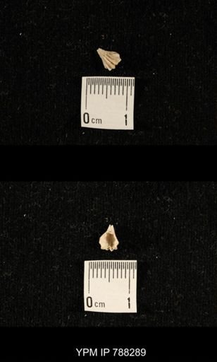 undet. Brachiopoda