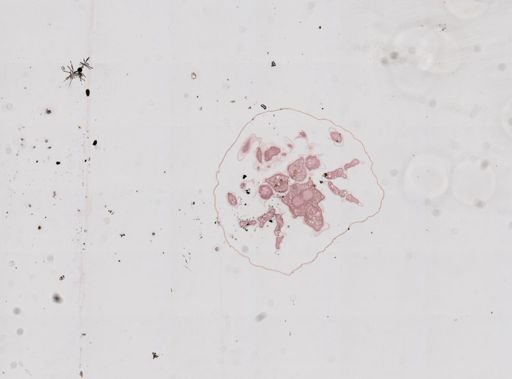 Prenolepis imparis