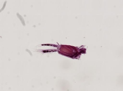 Paranebalia