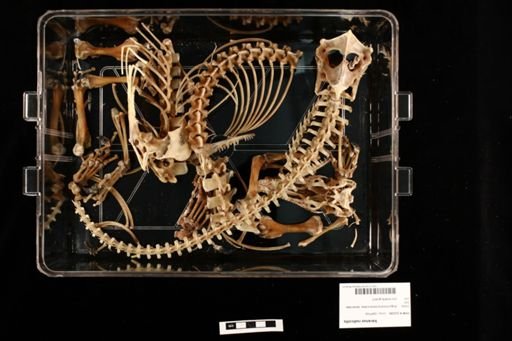 Varanus rudicollis