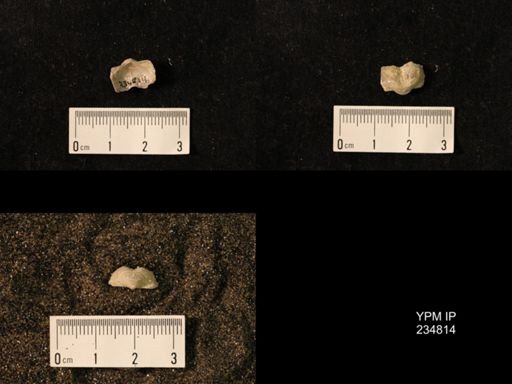 Marginifera wabashensis var. armata