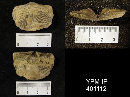 Hebertella sinuata