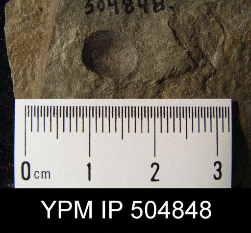 Schizobolus?