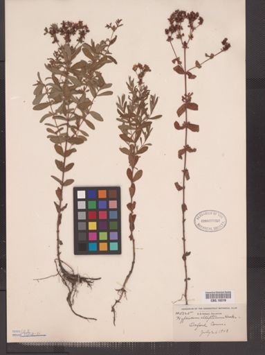 Hypericum ellipticum