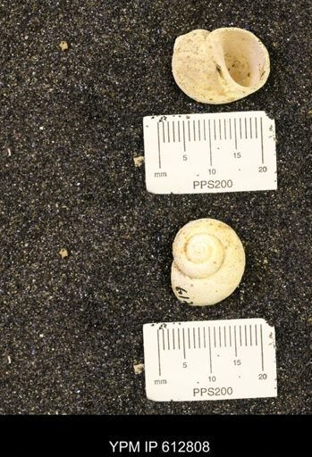 Vanikoropsis sp.