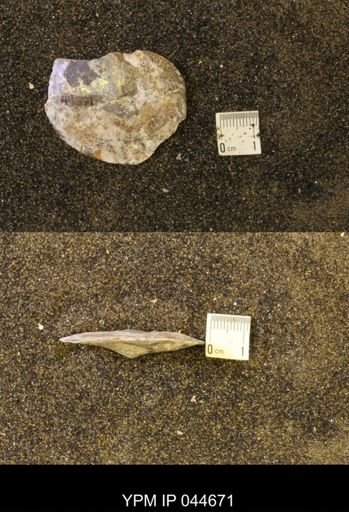 Sphenodiscus lenticularis
