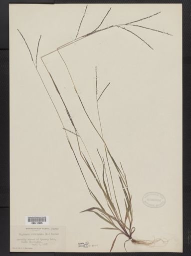 Digitaria filiformis