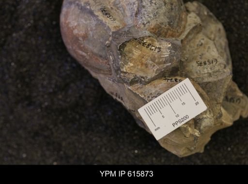 Inoceramus sp.