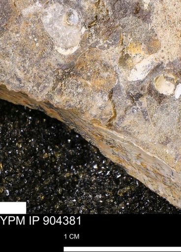 undet. Mollusca