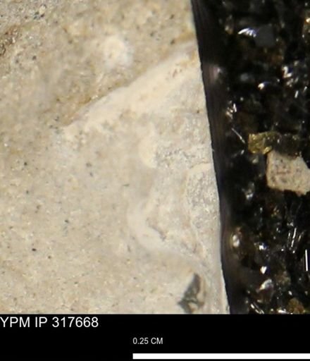undet. Mollusca