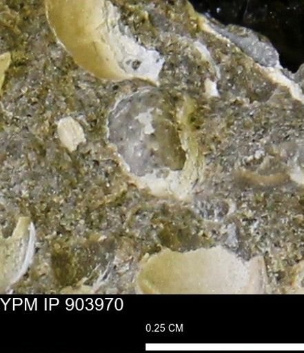 Corbulamella?