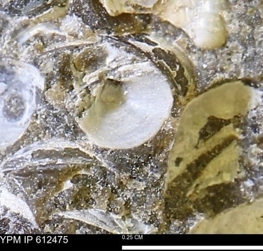 undet. Bivalvia