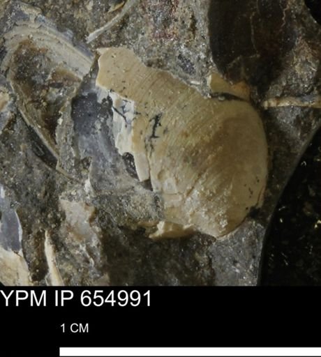 Protocardia