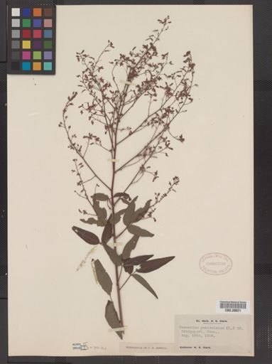 Desmodium paniculatum