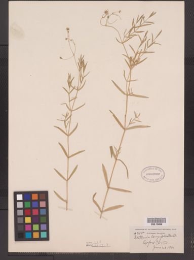 Stellaria longifolia