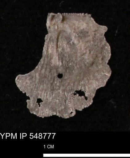 Stropheodonta perplana