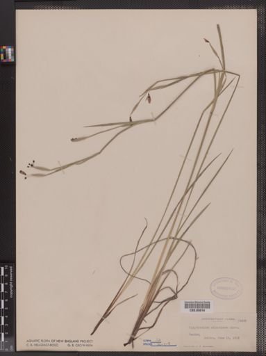 Sisyrinchium atlanticum
