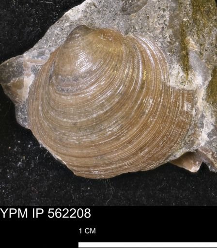 Limopsis striatopunctatus