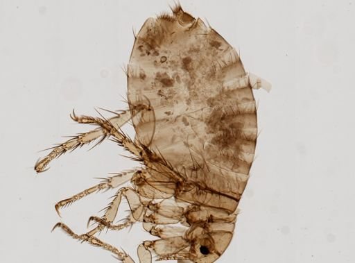 Pulex irritans