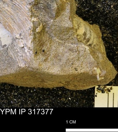 undet. Mollusca