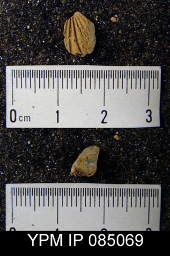 Rhynchotreta cuneata americana