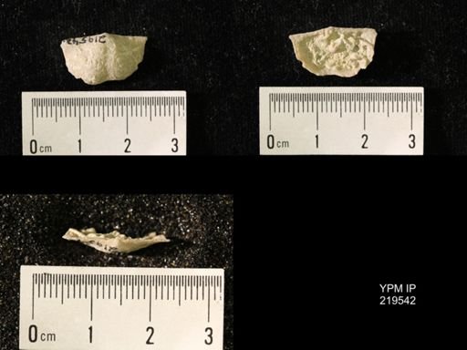 Chonetes granulifer