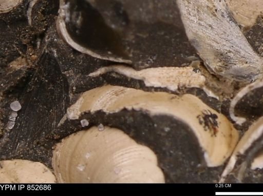 Limopsis striatopunctatus