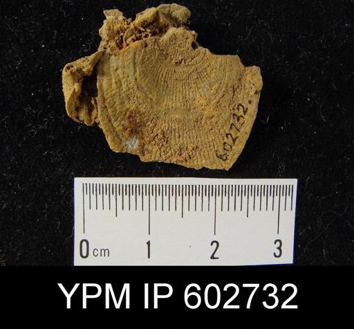 Atrypa sp.