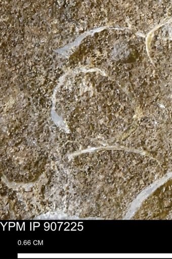 undet. Bivalvia