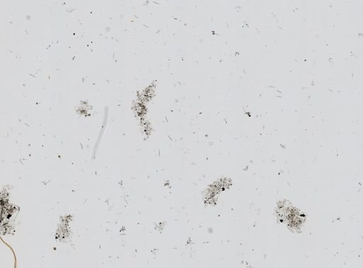 Chalinula loosanoffi
