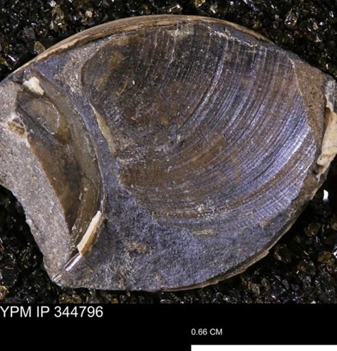 Limopsis striatopunctatus