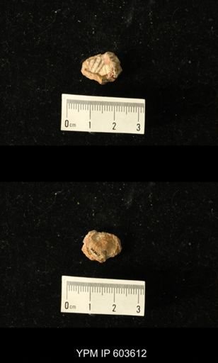 Productus cf. redesdalensis