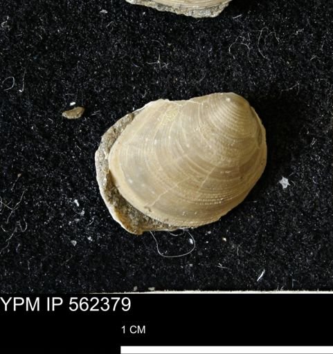 Limopsis striatopunctatus