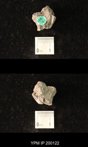 Platystrophia biforata fissicostata