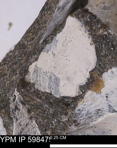 Limopsis striatopunctatus