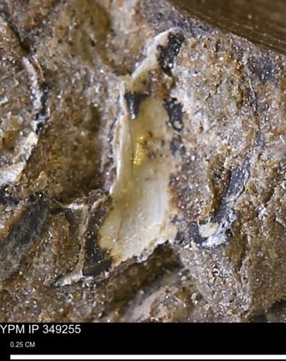 undet. Gastropoda