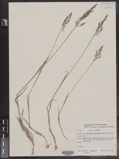 Agrostis perennans