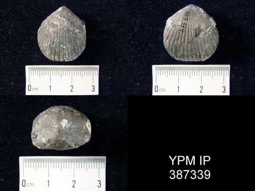 Uncinulus nobilis