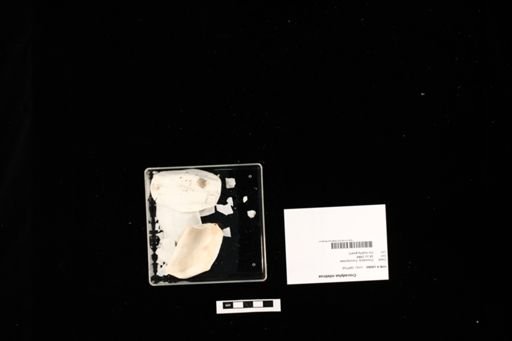 Crocodylus niloticus