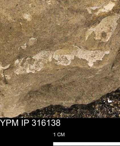 undet. Bivalvia