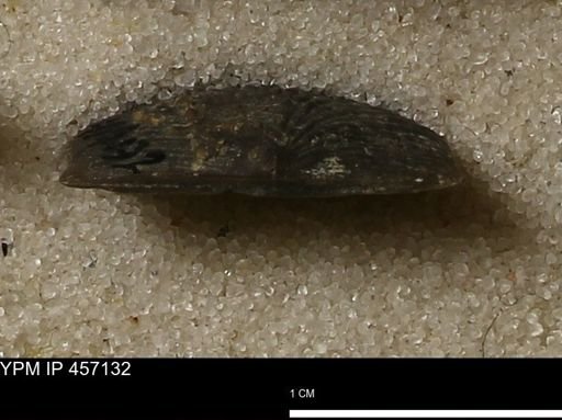 Stropheodonta sp.